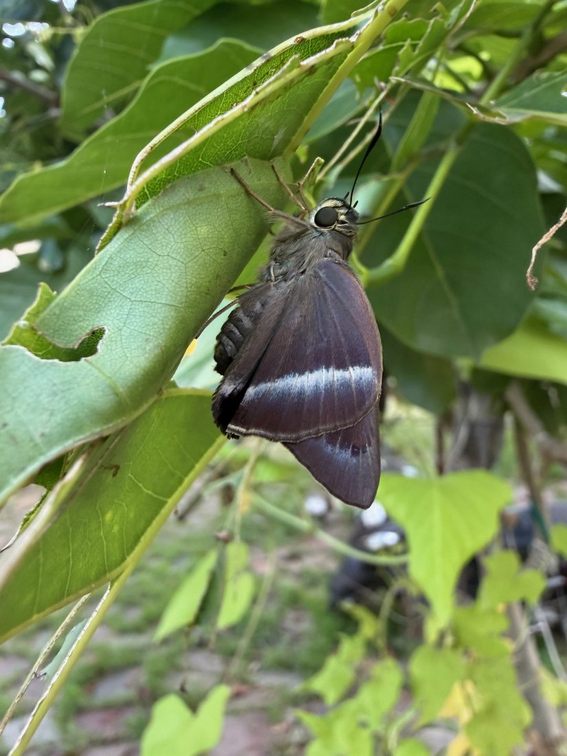 A butterfly under a leaf
