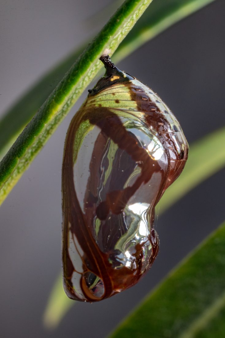 A chrysalis, mid-change