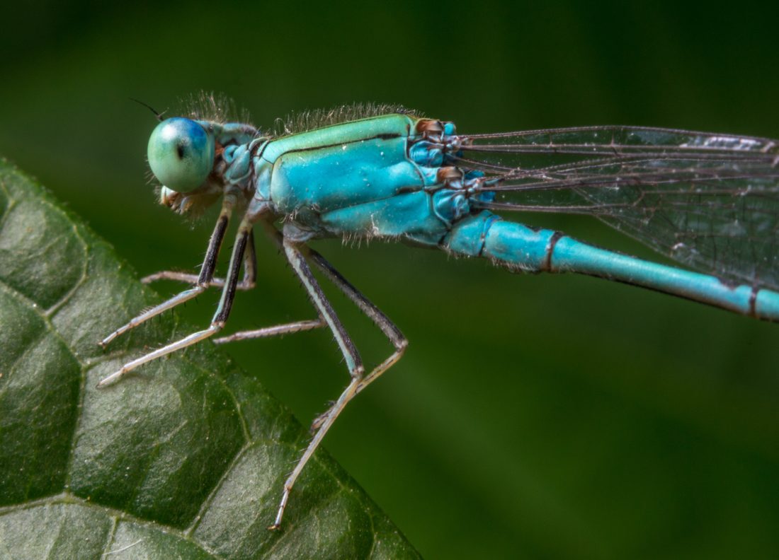 Damselfly