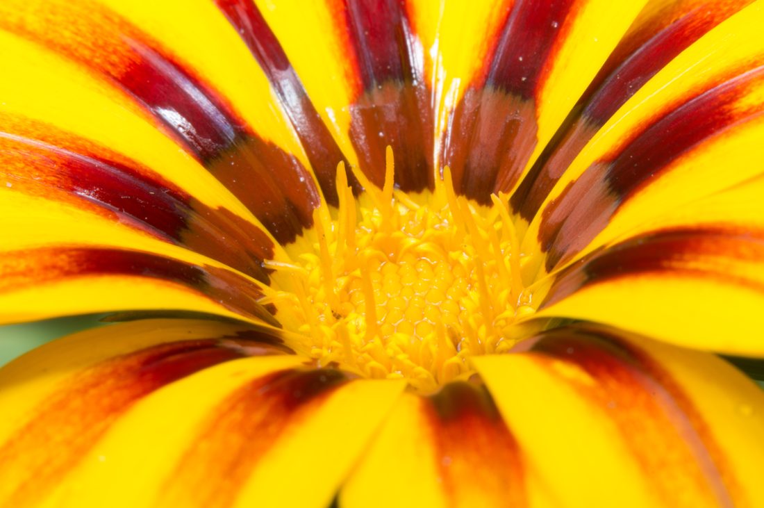 Flower printing