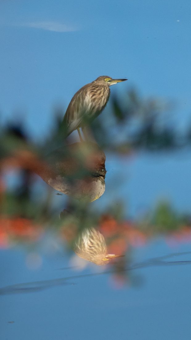 Pond Heron