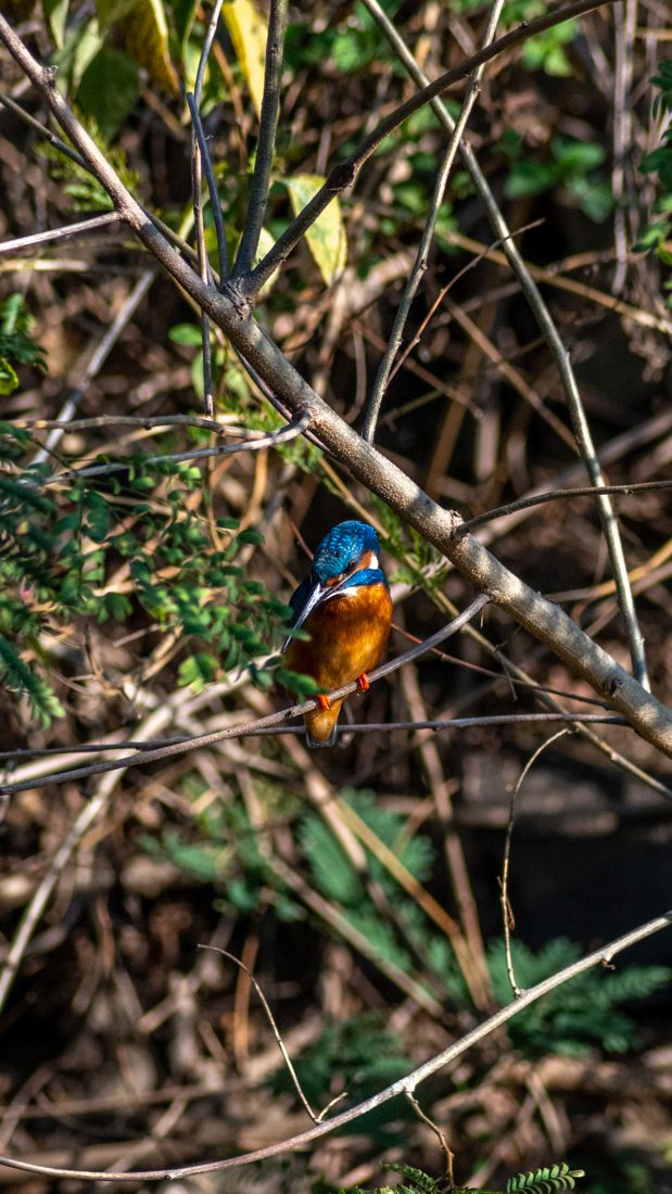 Common Kingfisher