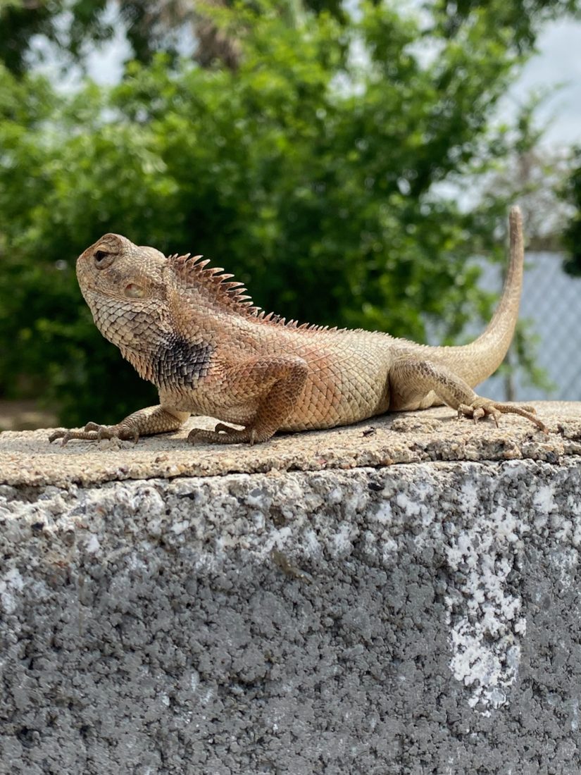 Garden lizard