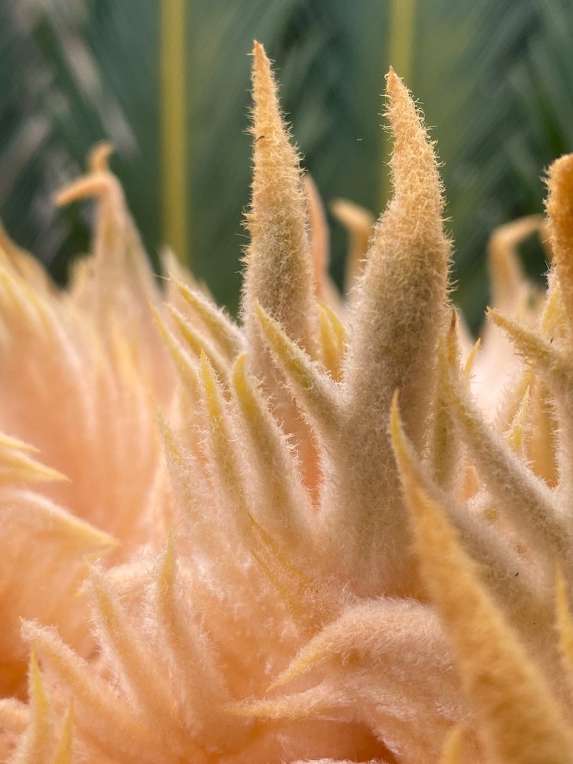 Sago-palm cone