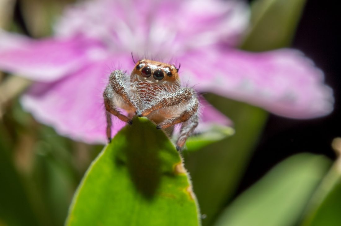 Macro & the insect world