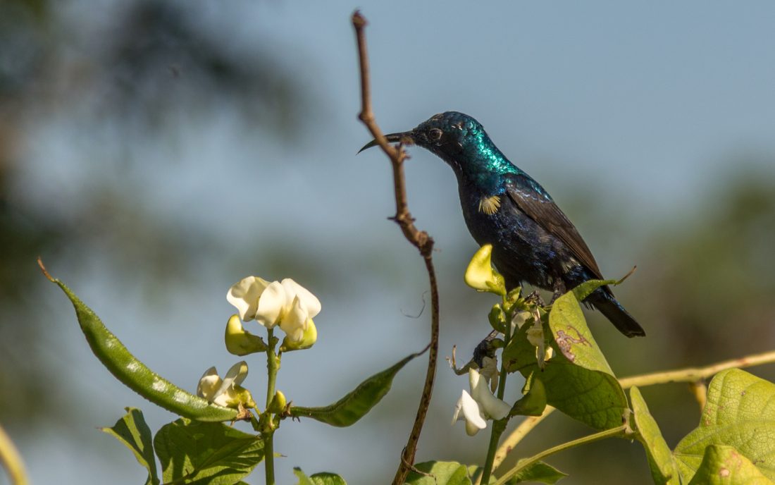 Purple Sunbird