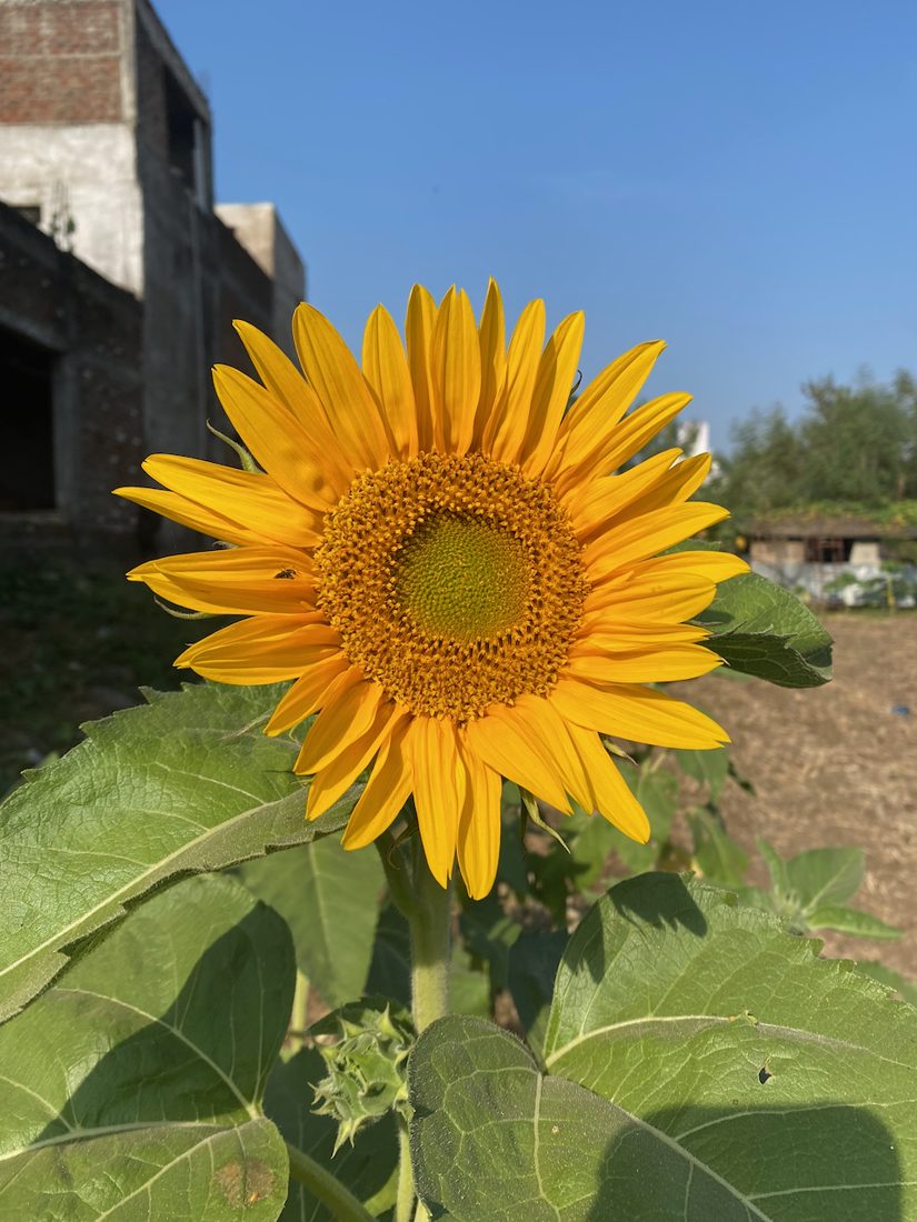 A sunflower, turning to the sun
