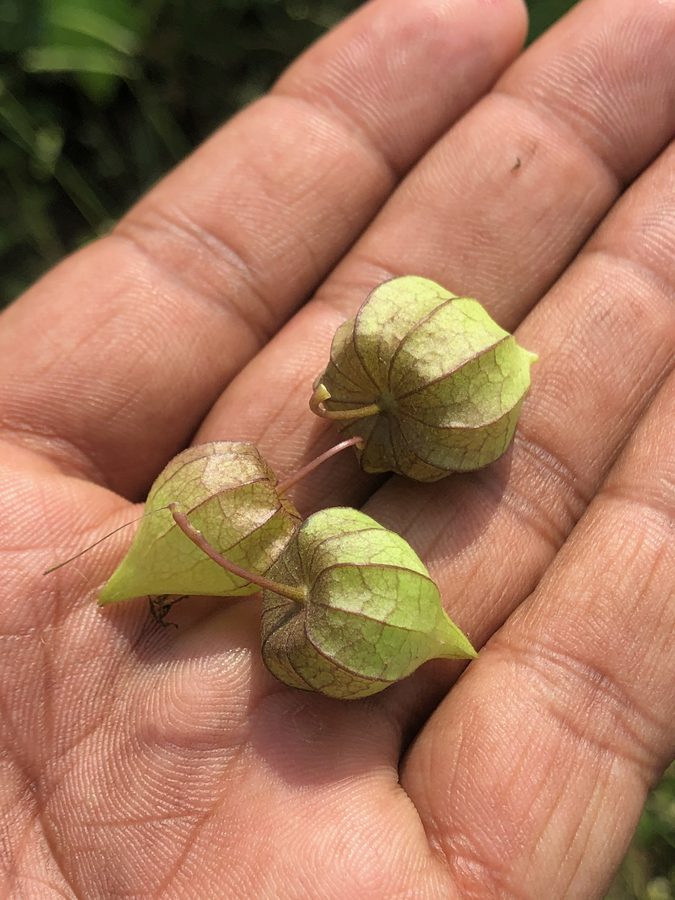 Physalis (rasbhari)