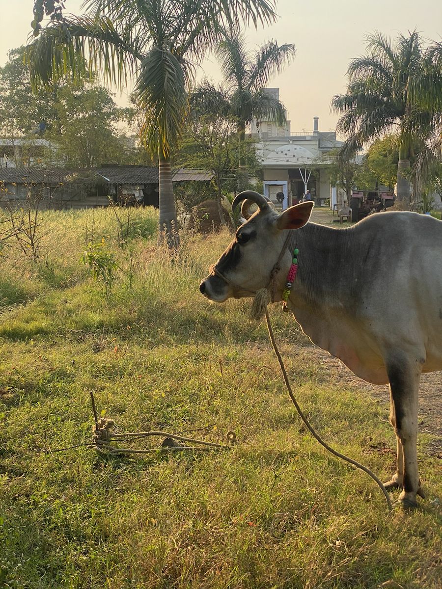 A grey cow grazing on the farm