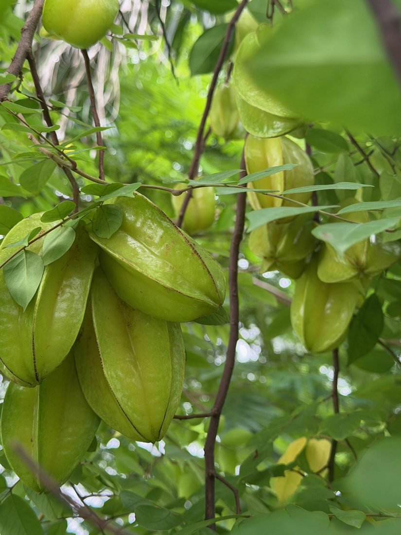 Star fruit on the tree