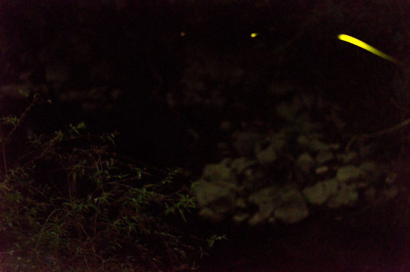 Fireflies over the field