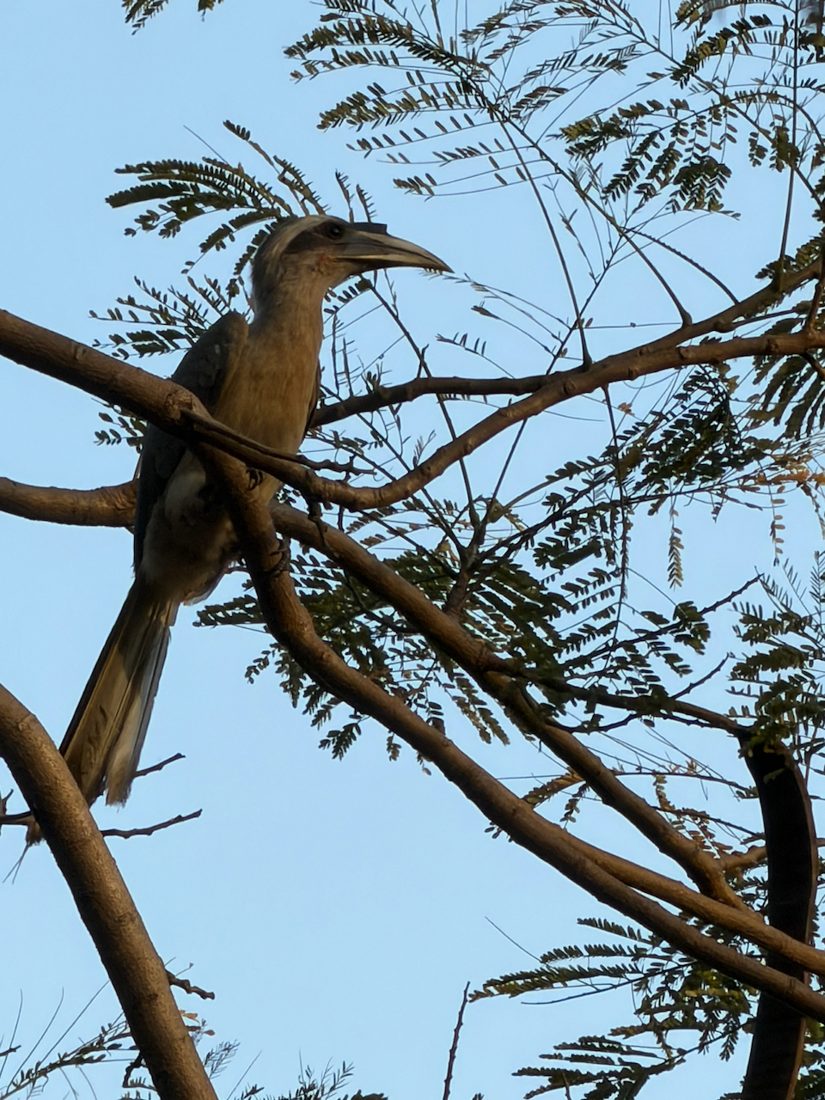 Indian Grey Hornbill