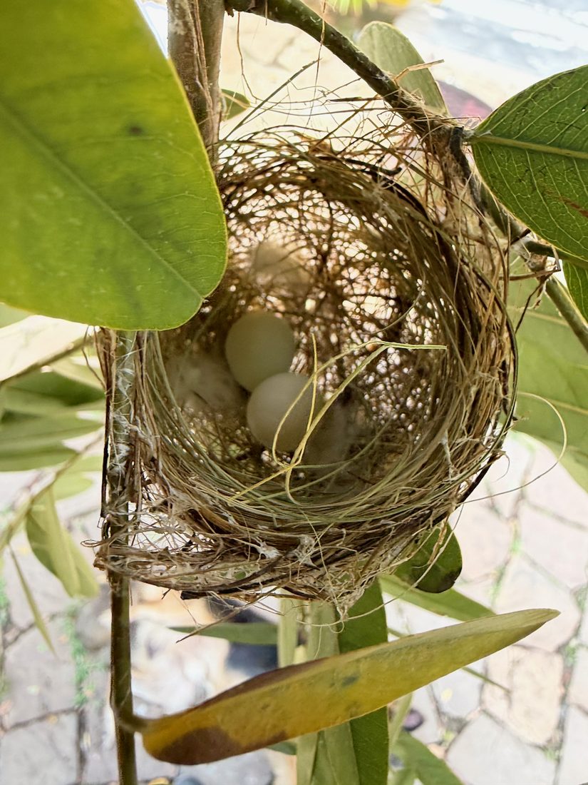 A nest with three eggs