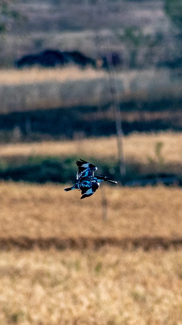 Pied Kingfisher, hovering