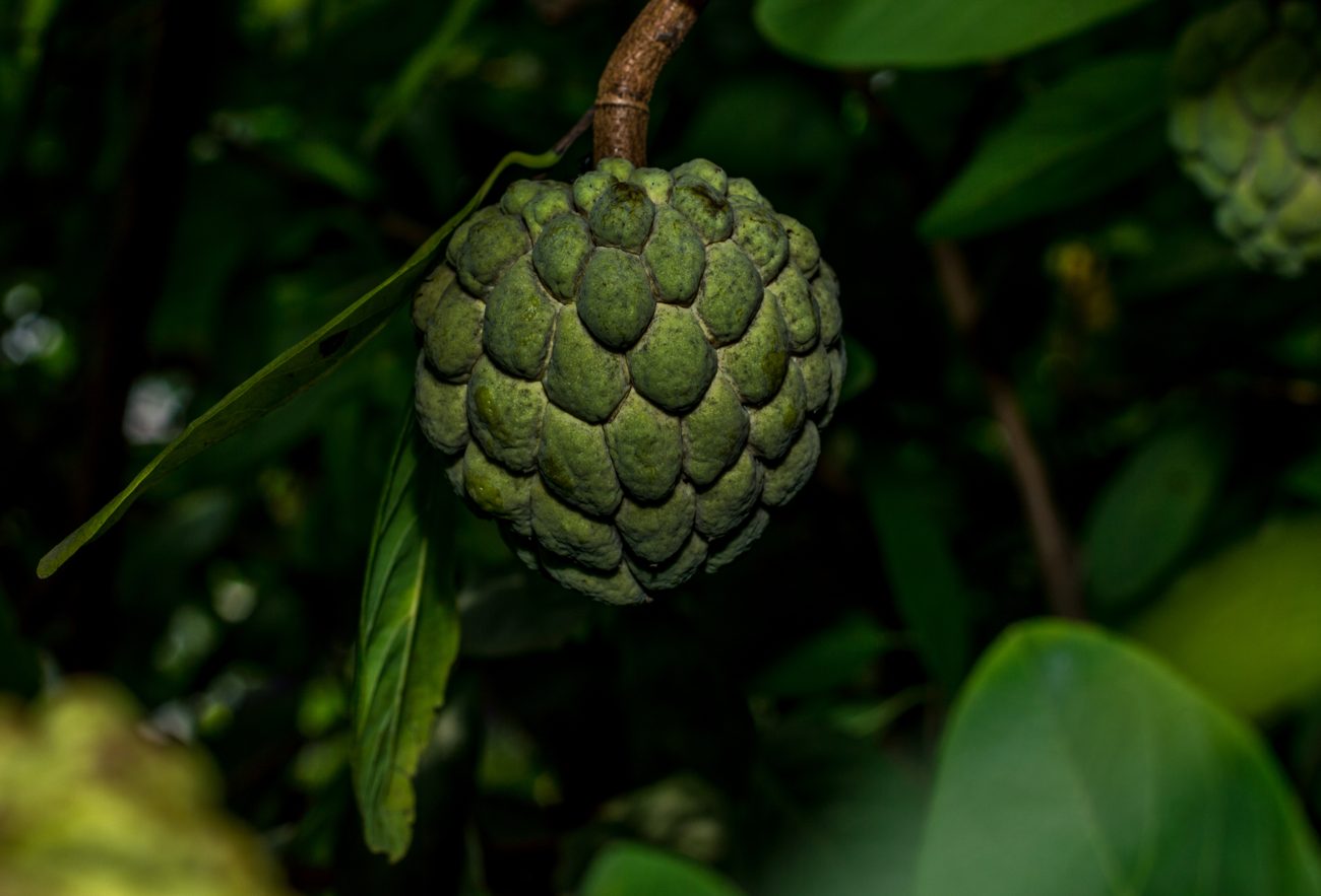 Custard apple, from the orchard