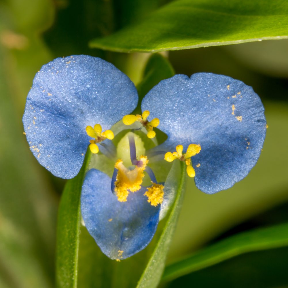 Botanical diary