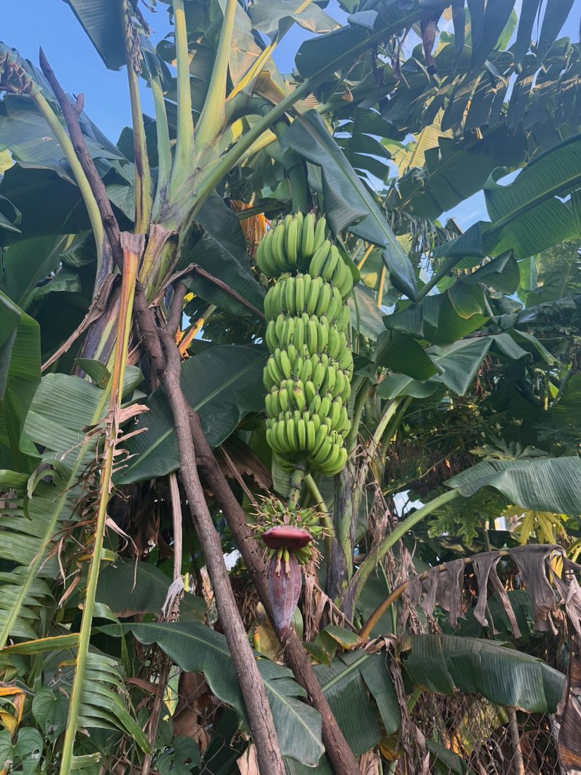 A banana bunch, flower and all