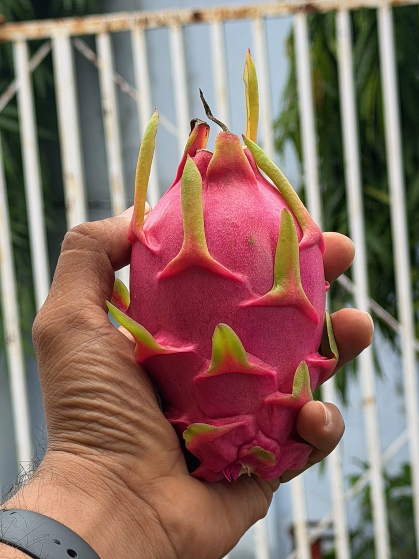 Dragon fruit, just picked