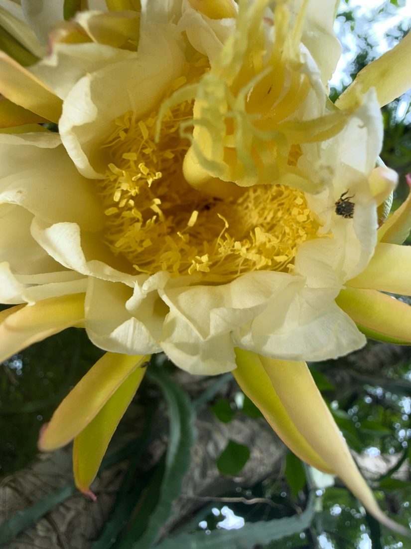 Dragon-fruit flower, open at night