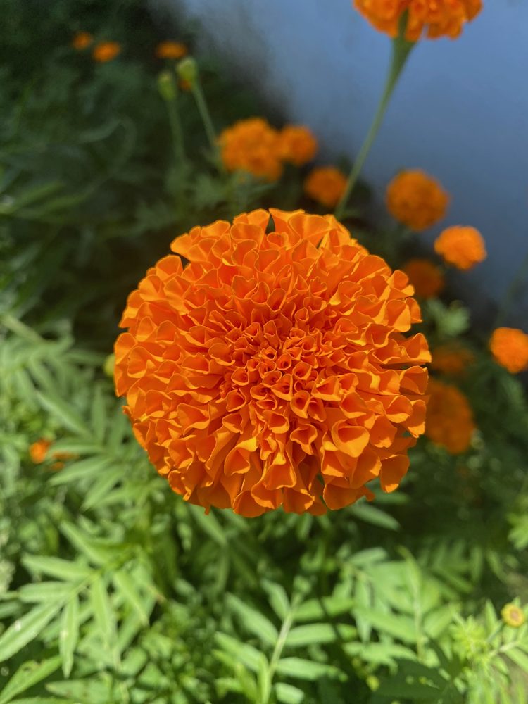 Seasonal flower & plant dyeing