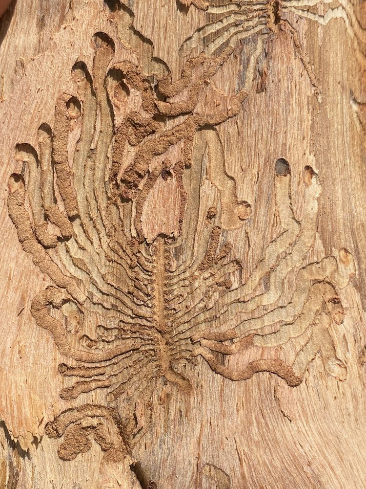 Woodworking & whittling